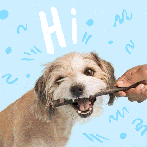 Animated GIF used in BarkBox's welcome email